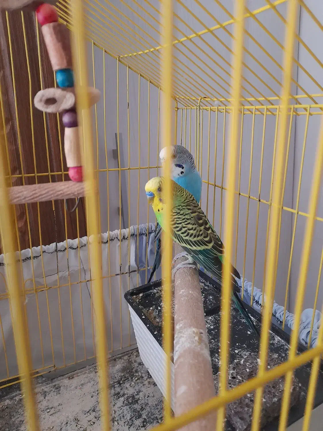 مرغ عشق جوان|پرنده|الوند, |دیوار