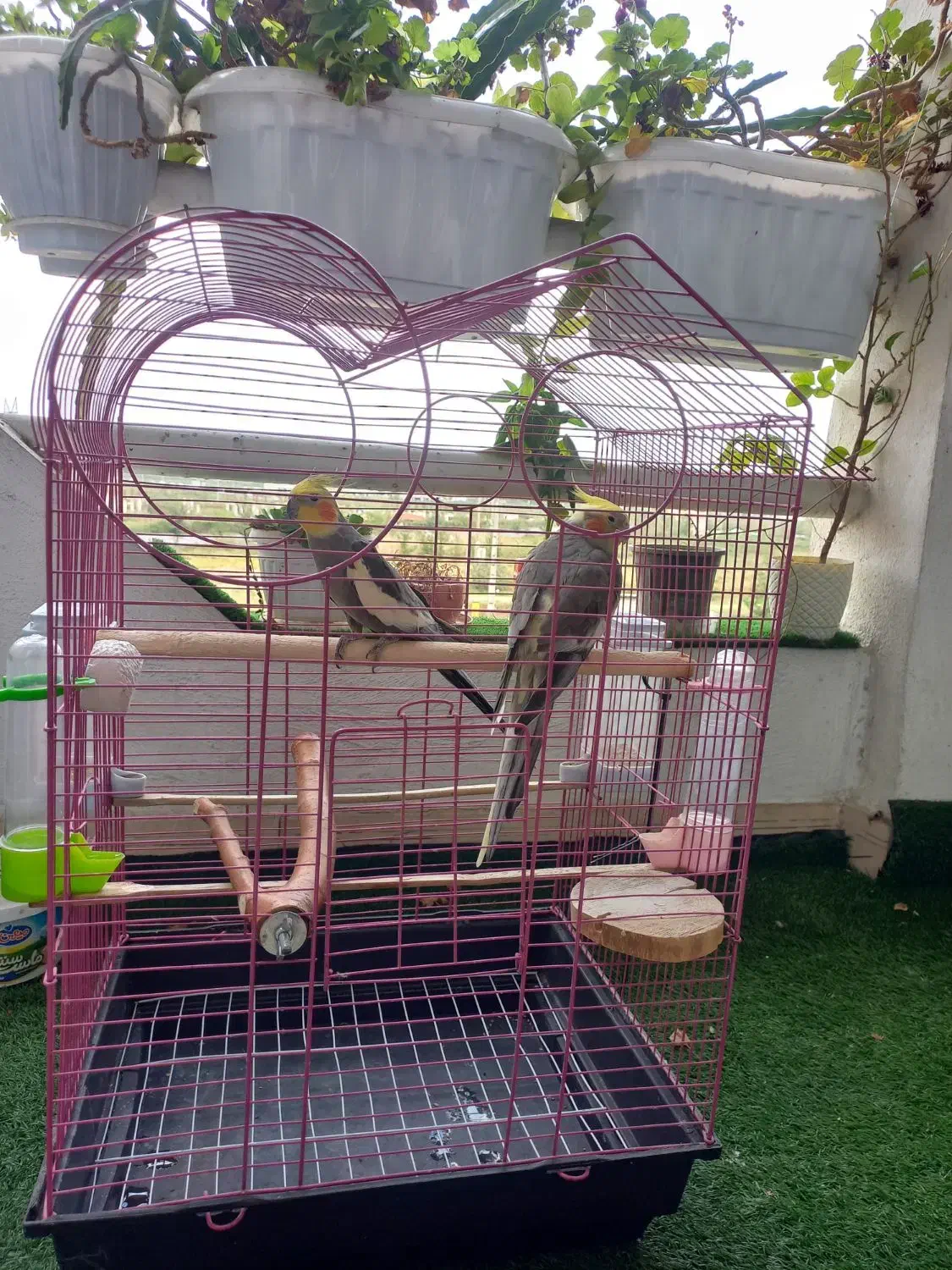 عروس هلندی نر و ماده جفت|پرنده|رشت, کوی مهر|دیوار