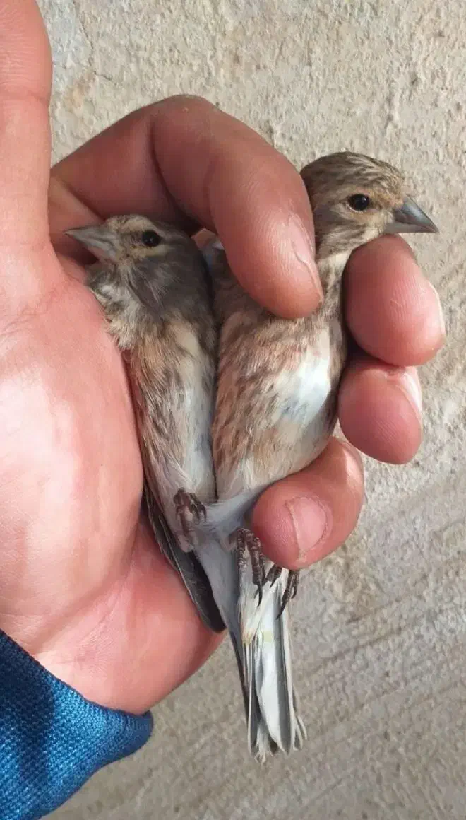 سهره گلبسر بالغ|پرنده|قزوین, |دیوار