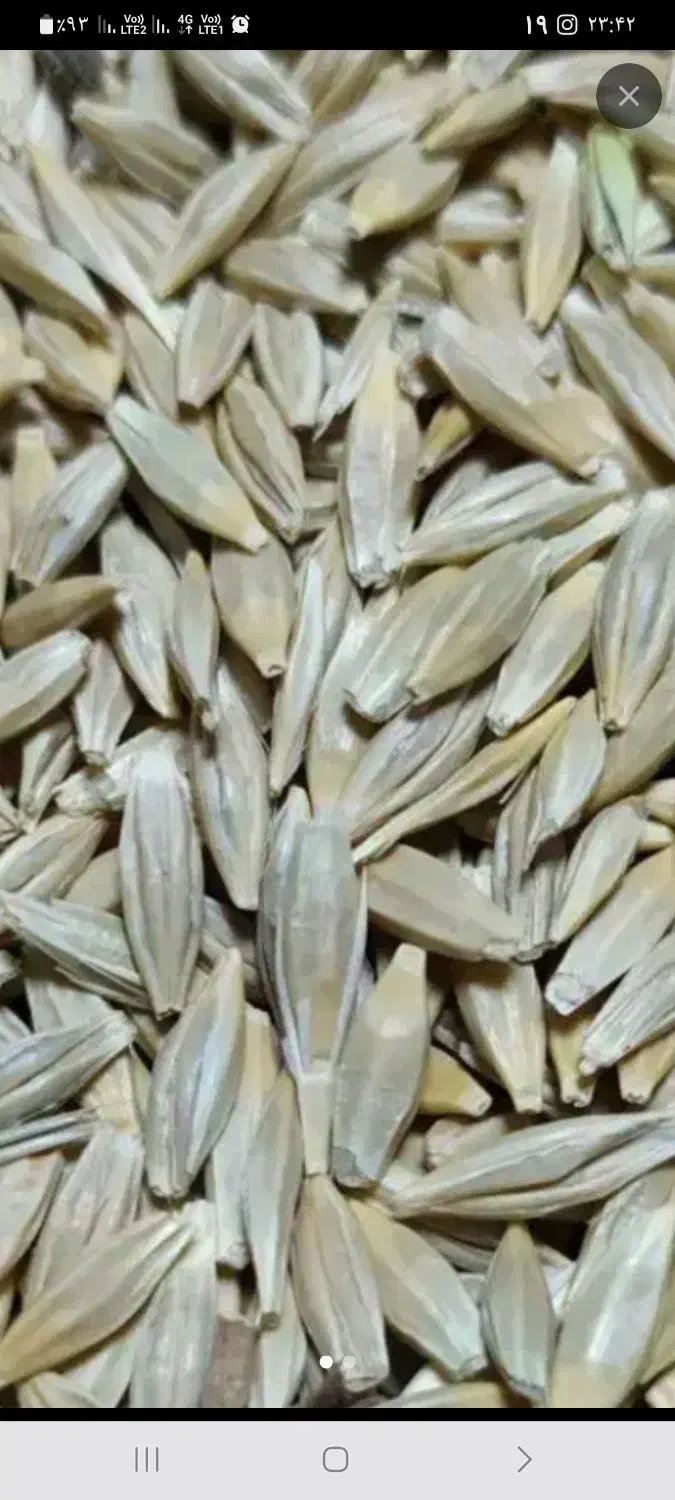جو دیم درجه یک|عمده‌فروشی|کبودرآهنگ, |دیوار