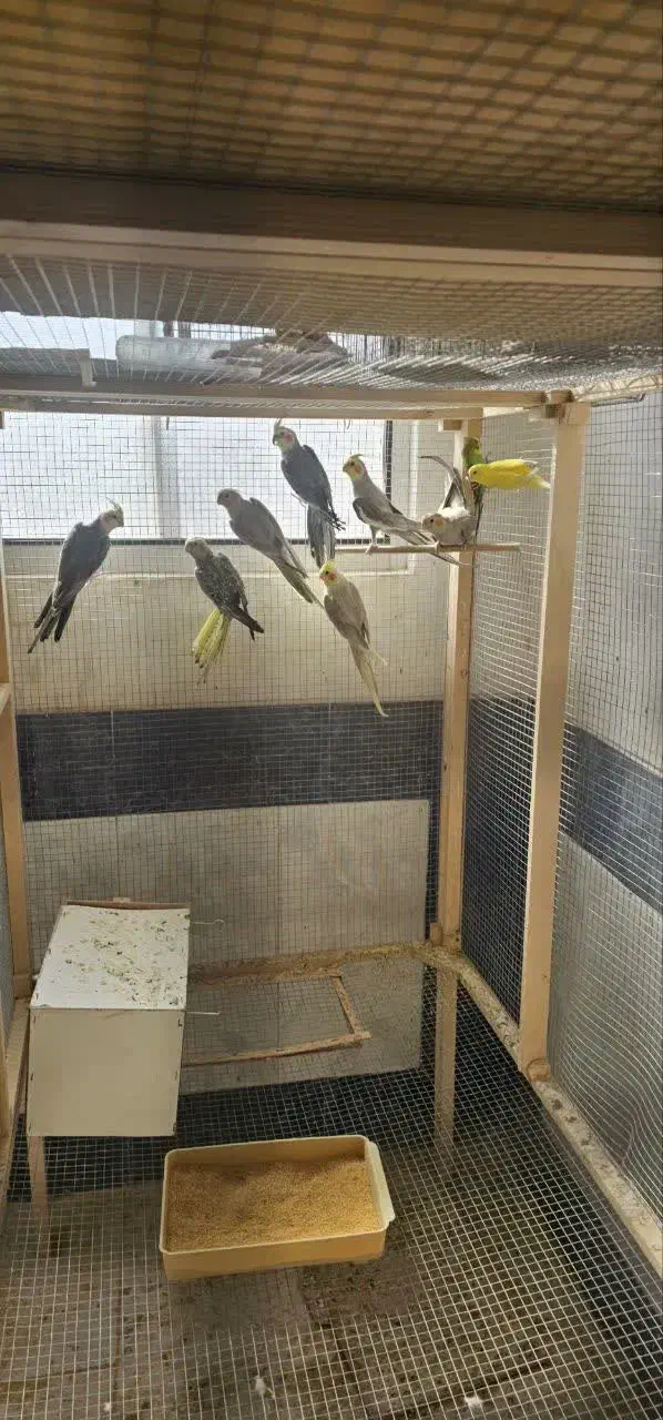 کوتوله و عروس هلندی|پرنده|قم, شهرک سازمان آب|دیوار