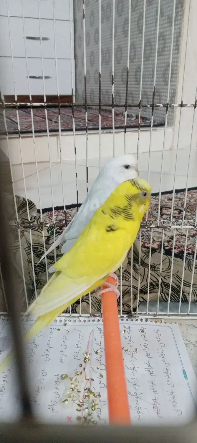 مرغ عشق|پرنده|تربت‌حیدریه, آغوی|دیوار