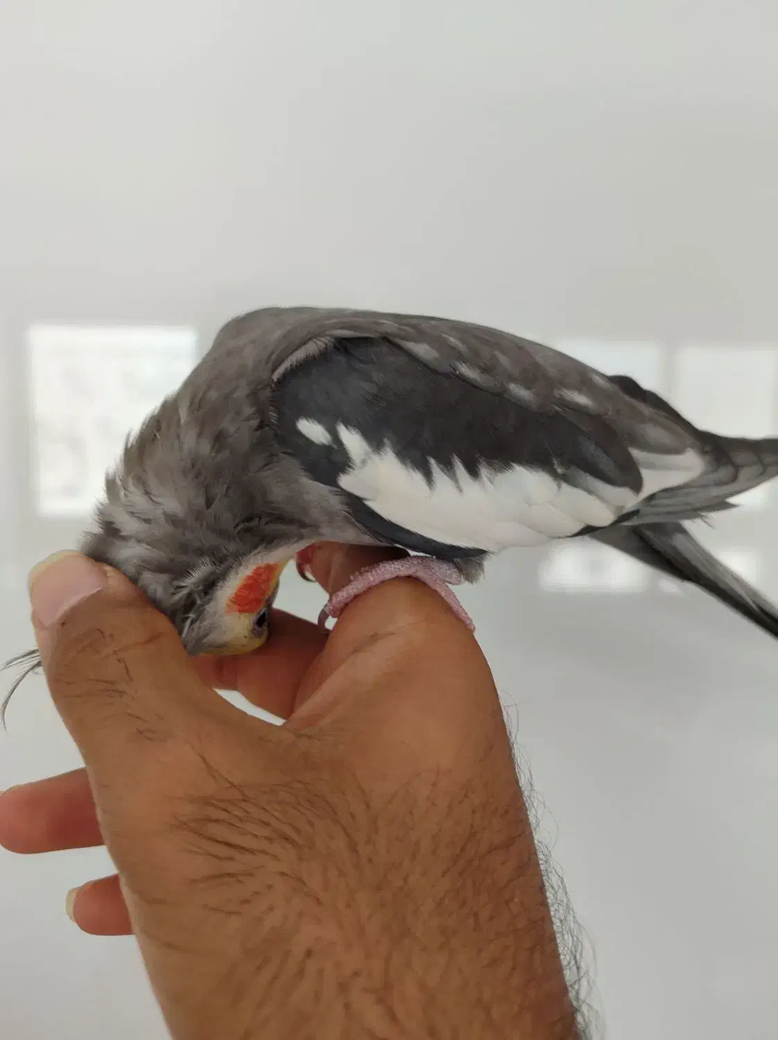 عروس خاکستری کاملا دستی و سخنگو پرحرف|پرنده|سبزوار, فرهنگیان|دیوار