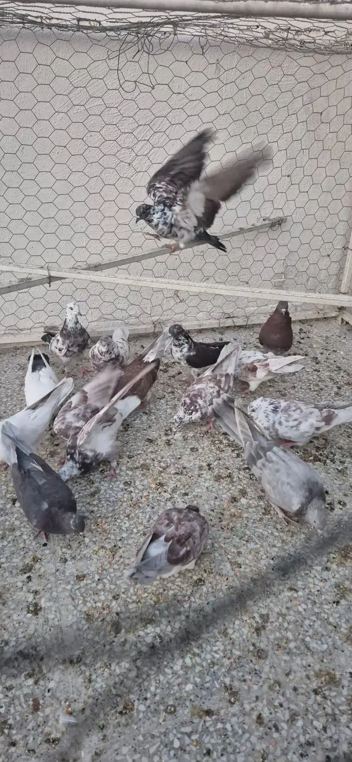 بوم تهرونی|پرنده|برخوار, |دیوار