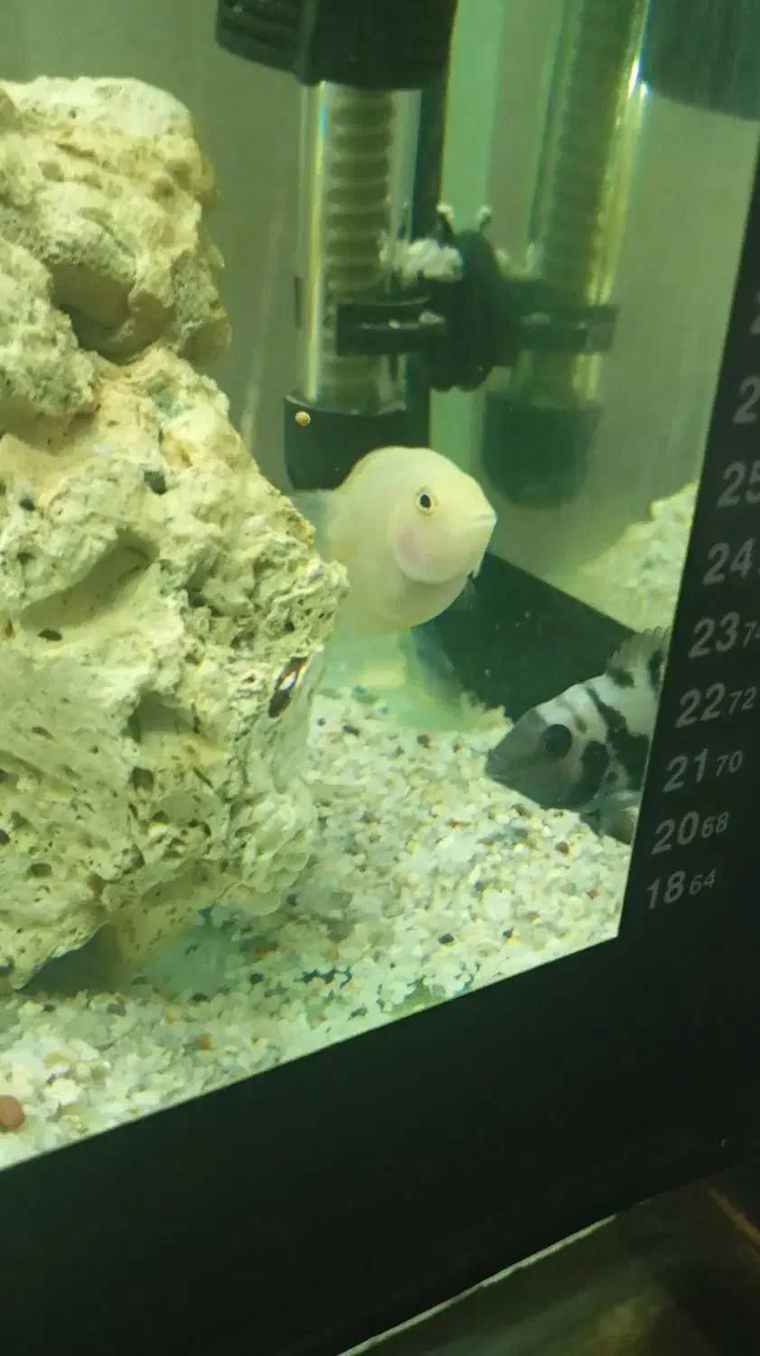 سیچیلاید گورخری و البینو|ماهی|مشهد, نظام دوست|دیوار