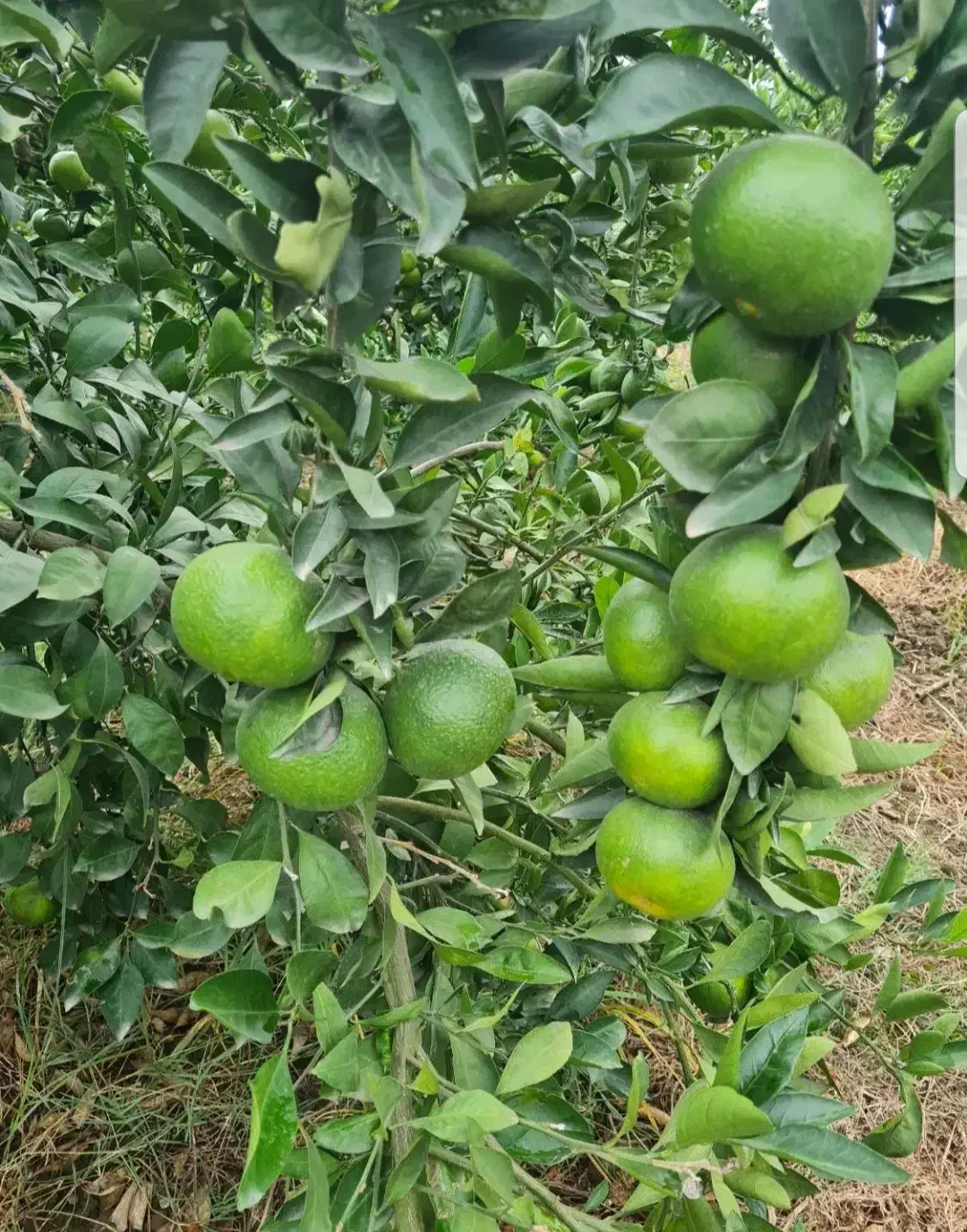 نارنگی ژاپنی|عمده‌فروشی|ساری, |دیوار