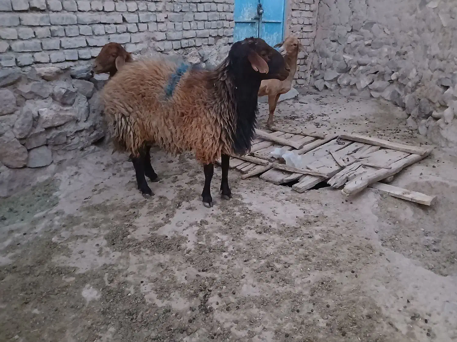 قوچ  همو فروشی|حیوانات مزرعه|سرولایت, |دیوار