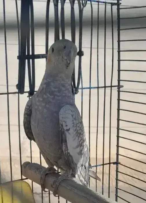 عروس هلندی نر|پرنده|کوهدشت, |دیوار