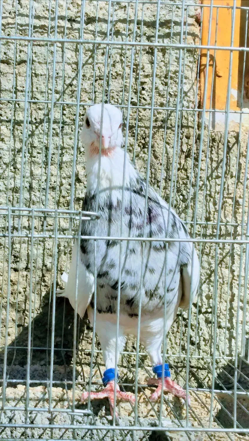 کبوتر طوقی الماسی|پرنده|یاسوج, |دیوار