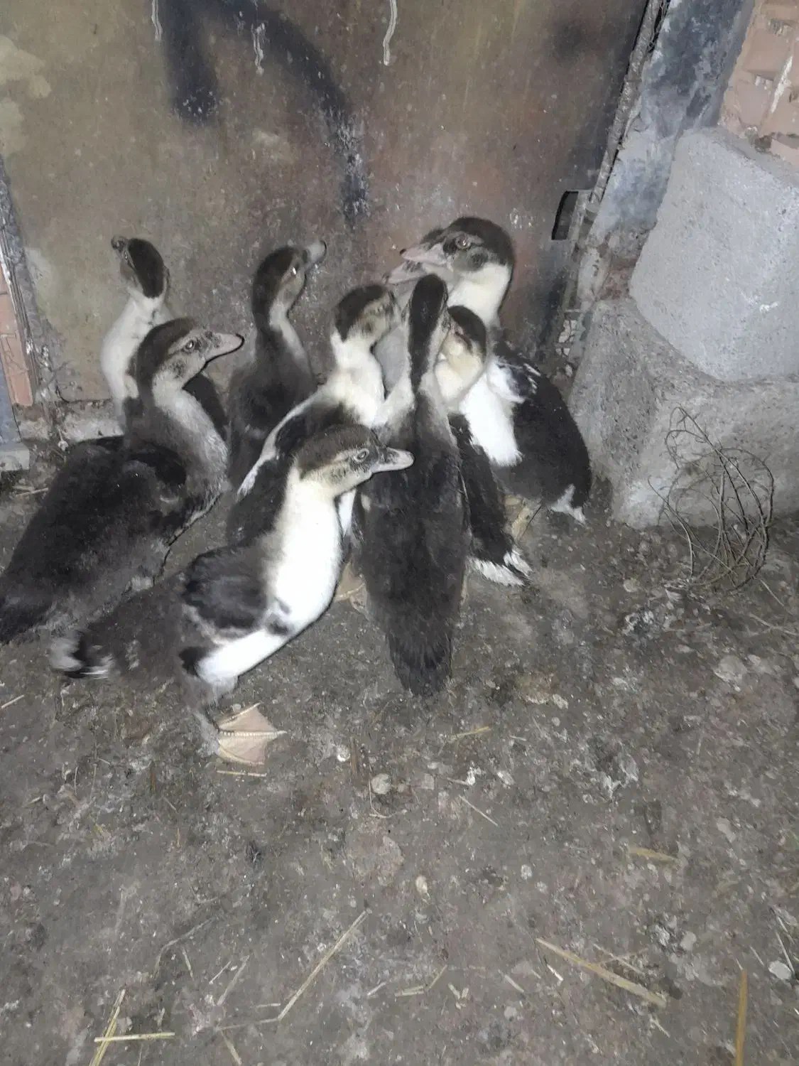 اردک اسراییلی|حیوانات مزرعه|سیمین شهر, |دیوار