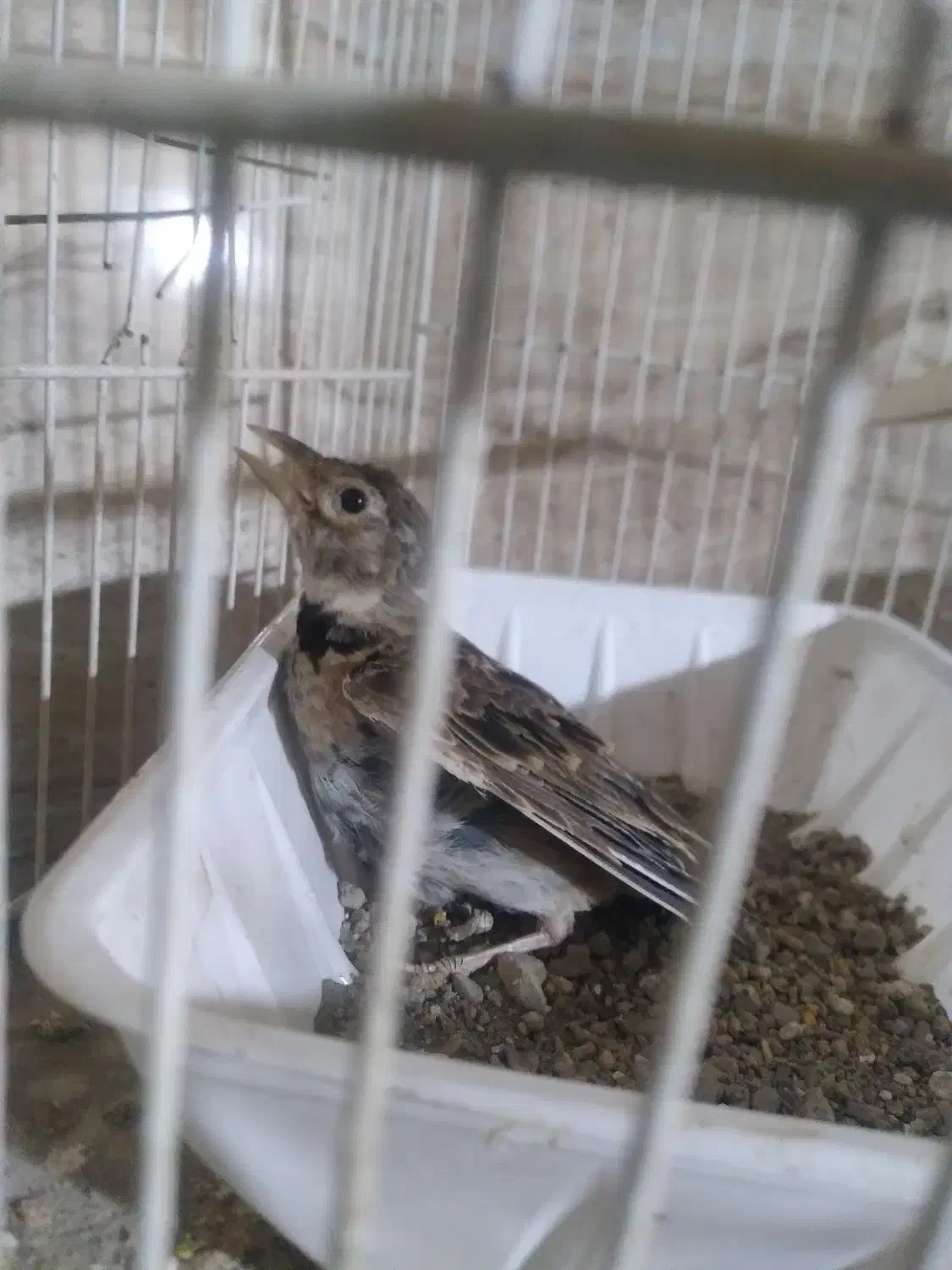 سهره خاکی کهنه کار|پرنده|گرگان, |دیوار