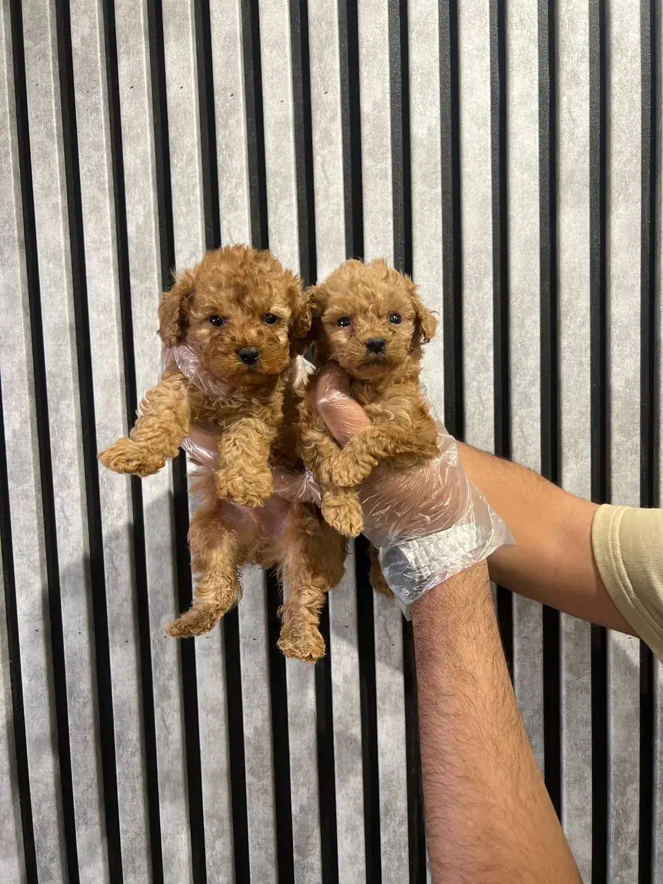 توی پودل / تیکاپ واقعی / نر و ماده|سگ|تهران, تهرانسر غربی|دیوار