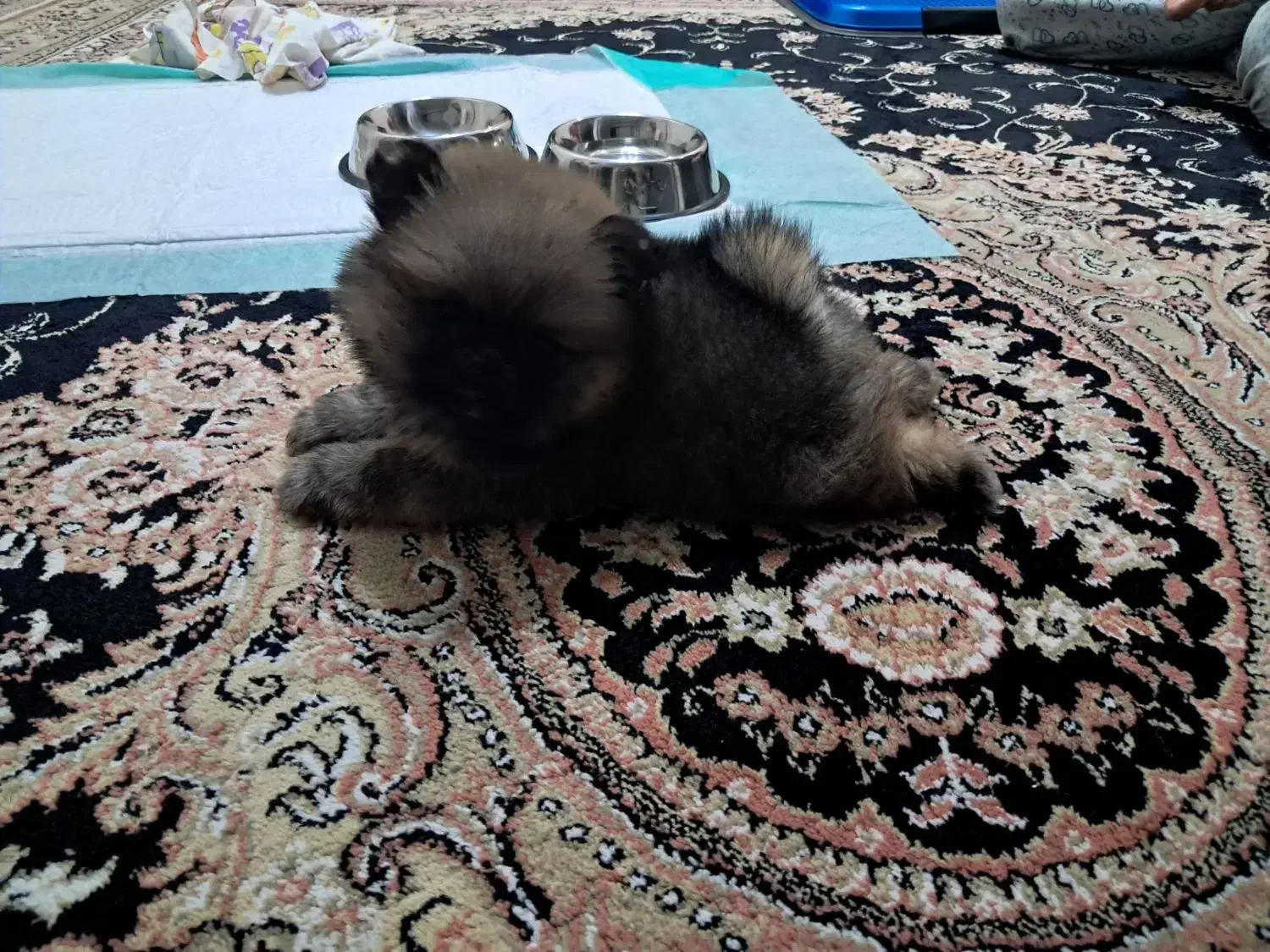 پامرانین خرسی|سگ|تهران, مینای شمالی (مخبر)|دیوار