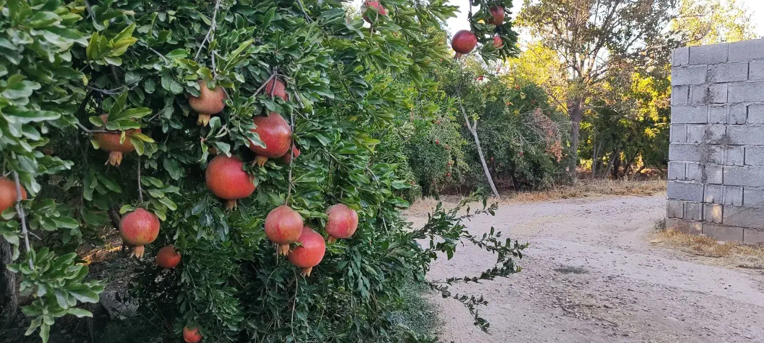 فروش زمین باغی در فرهنگ شهر|فروش زمین و ملک کلنگی|شیراز, فرهنگ شهر|دیوار