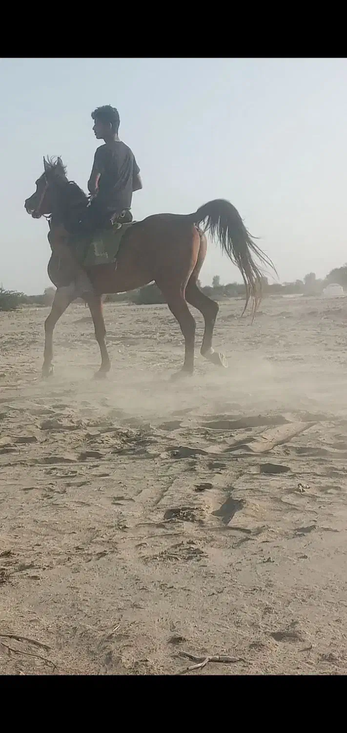 اسبنریانعربیکسر|اسب و تجهیزات اسبسواری|میناب, |دیوار