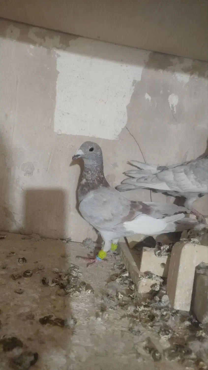 کبوتر صید|پرنده|تربت‌حیدریه, مسجد جامع|دیوار