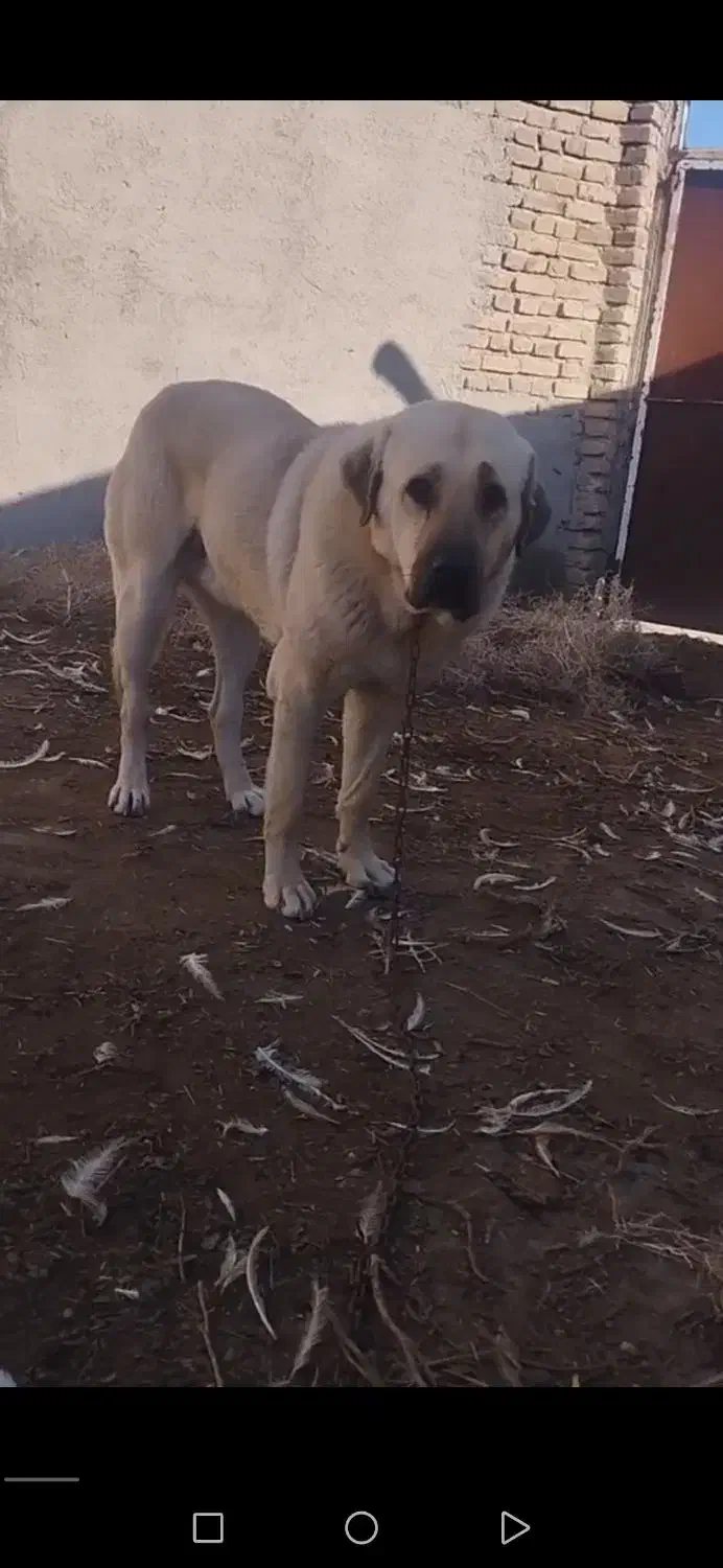 سگ گمشده|حیوانات|سبزوار, قصبه شرقی|دیوار