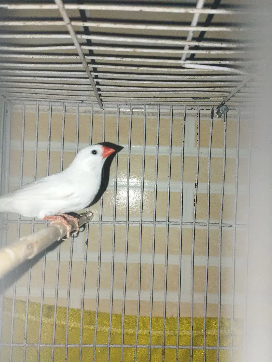 یک عدد فنچ نر|پرنده|کویرات, |دیوار