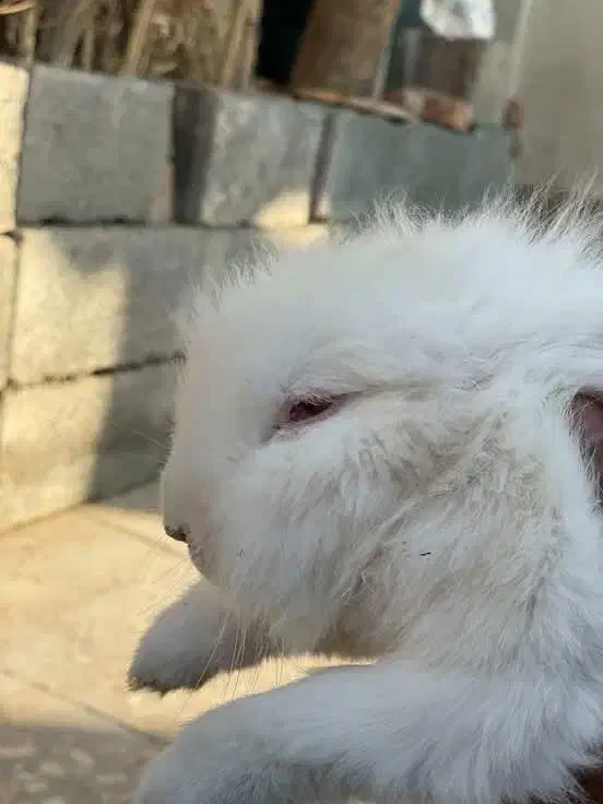 خرگوش لوپ|موش و خرگوش|ایرانشهر, |دیوار