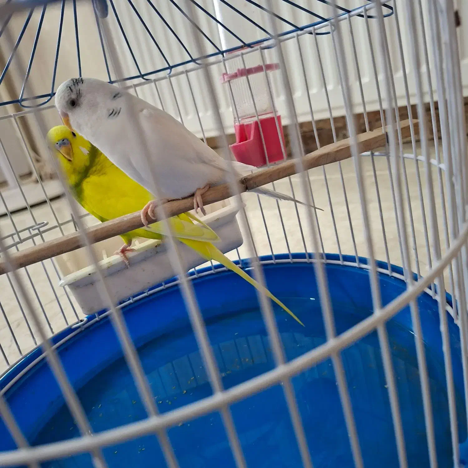 پرنده|پرنده|رباط‌کریم, مسکن مهر آبشناسان|دیوار