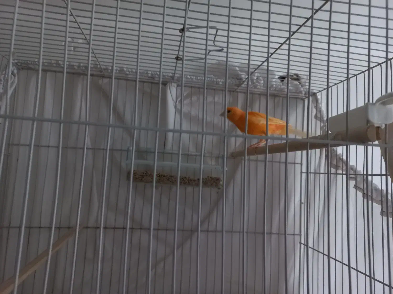 قناری نر و ماده اماده اماده|پرنده|شاهرود, |دیوار