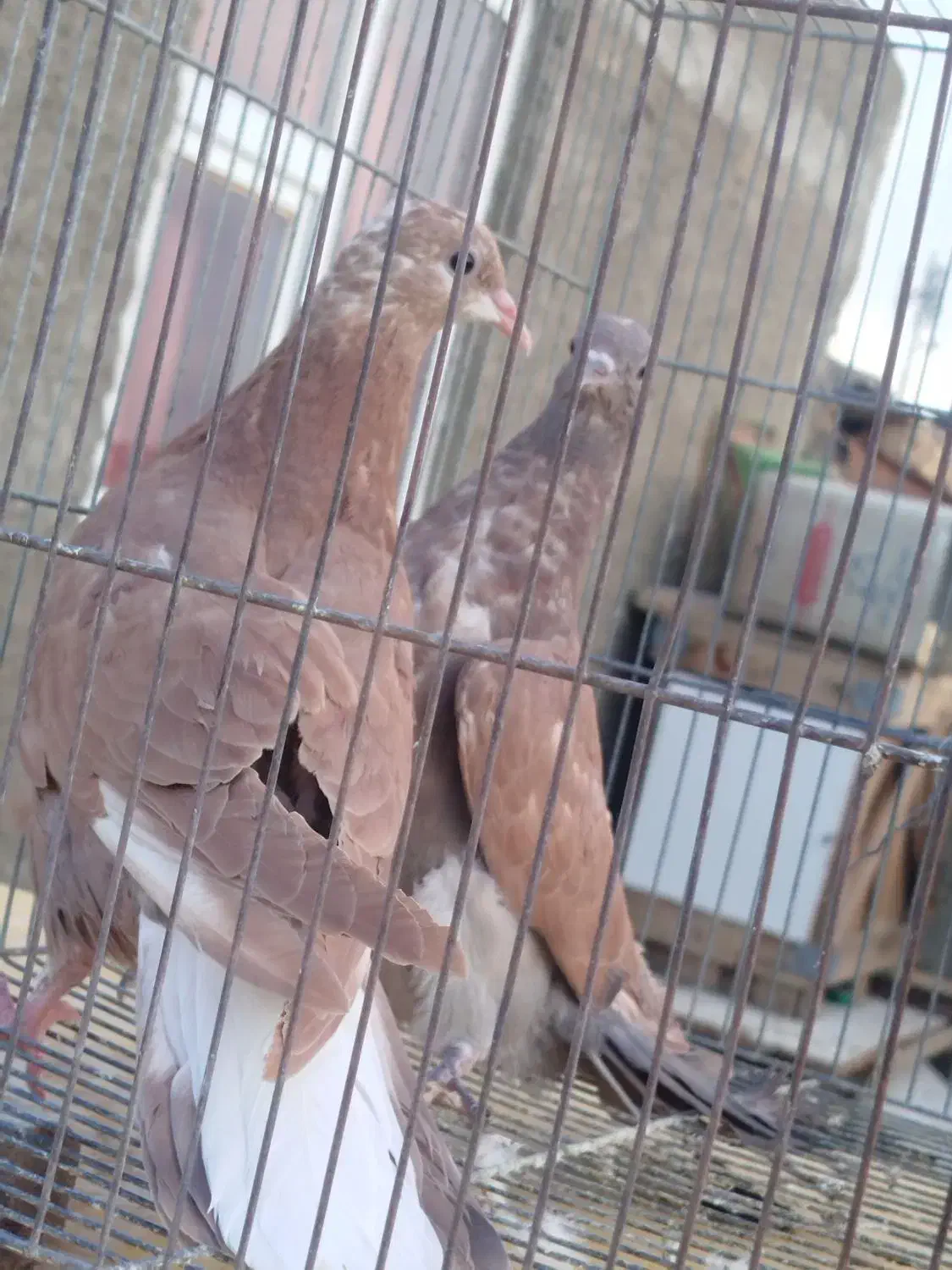 کبوتر دمگیر|پرنده|اصفهان, باتون|دیوار