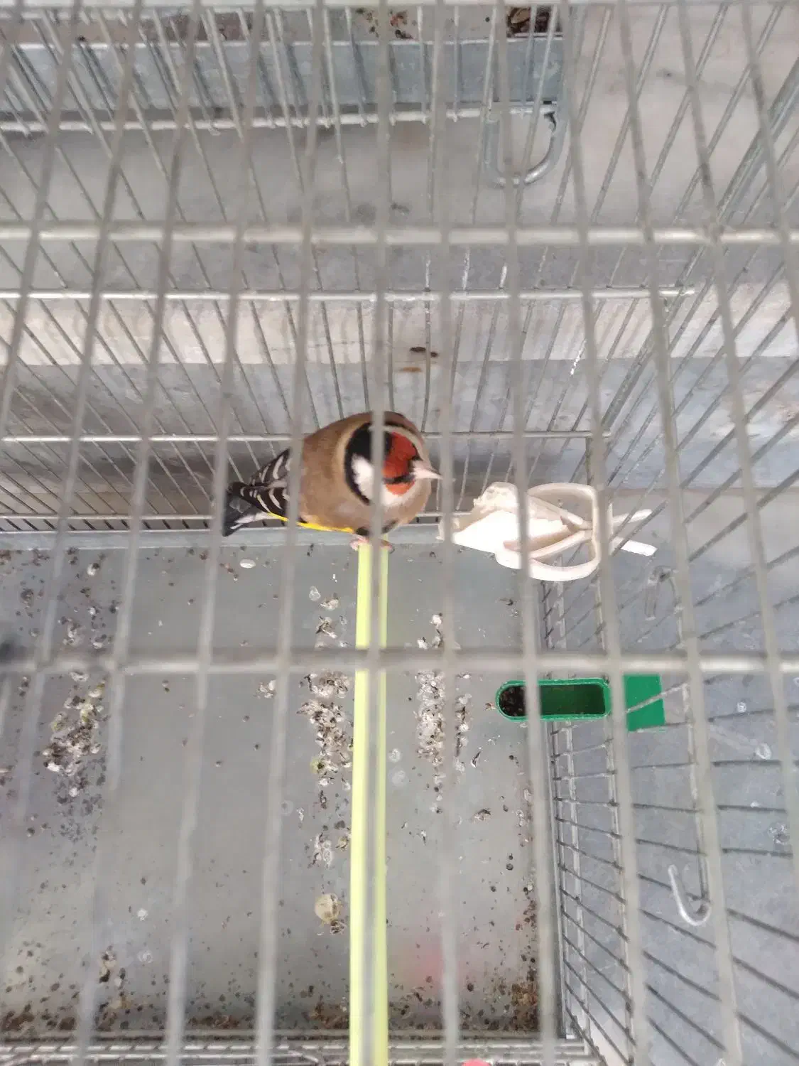 سهره نر عطیقه جفتی دهن دار|پرنده|فرمهین, |دیوار