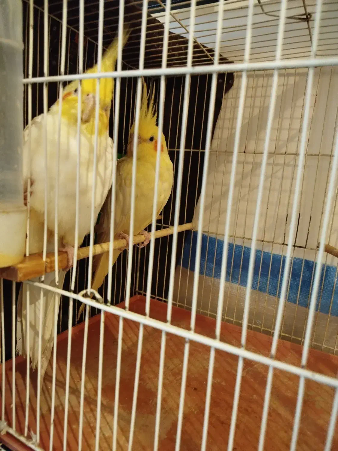 عروس هلندی|پرنده|بیرجند, |دیوار