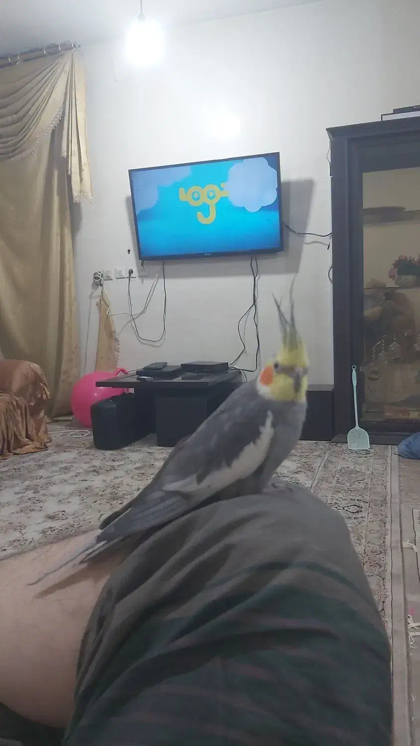 گمشده عروس هلندی.مژدگانی|حیوانات|مسجد سلیمان, |دیوار