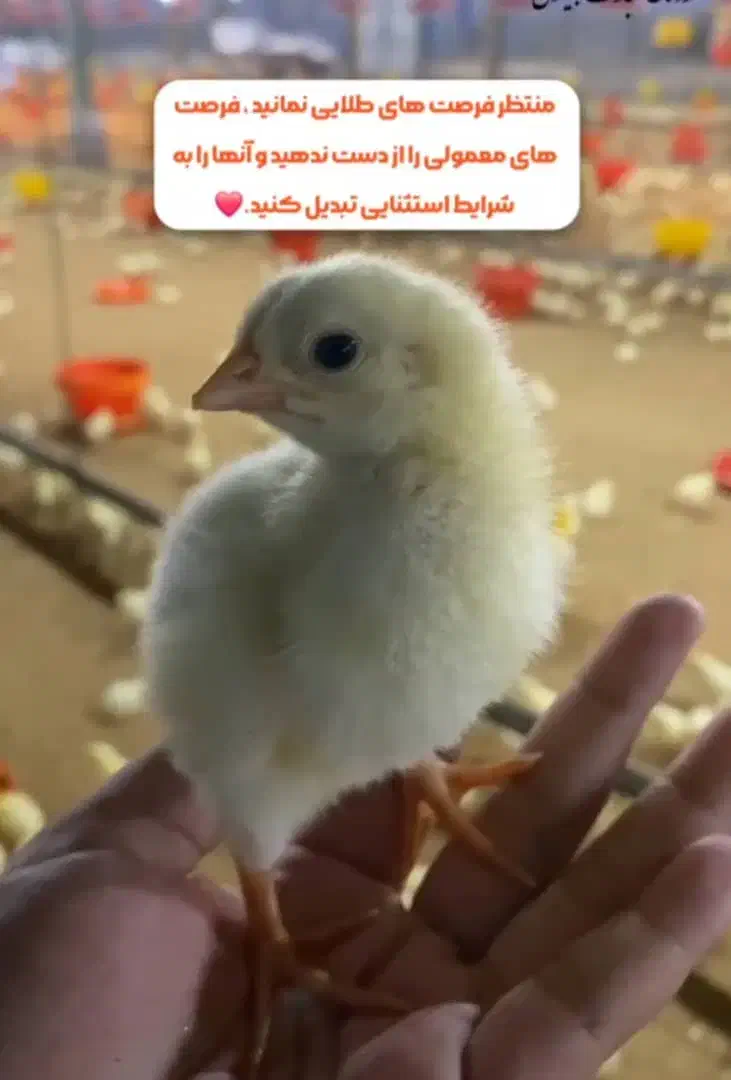 کارگرمرغداری|استخدام صنعتی، فنی، مهندسی|مشگین شهر, |دیوار