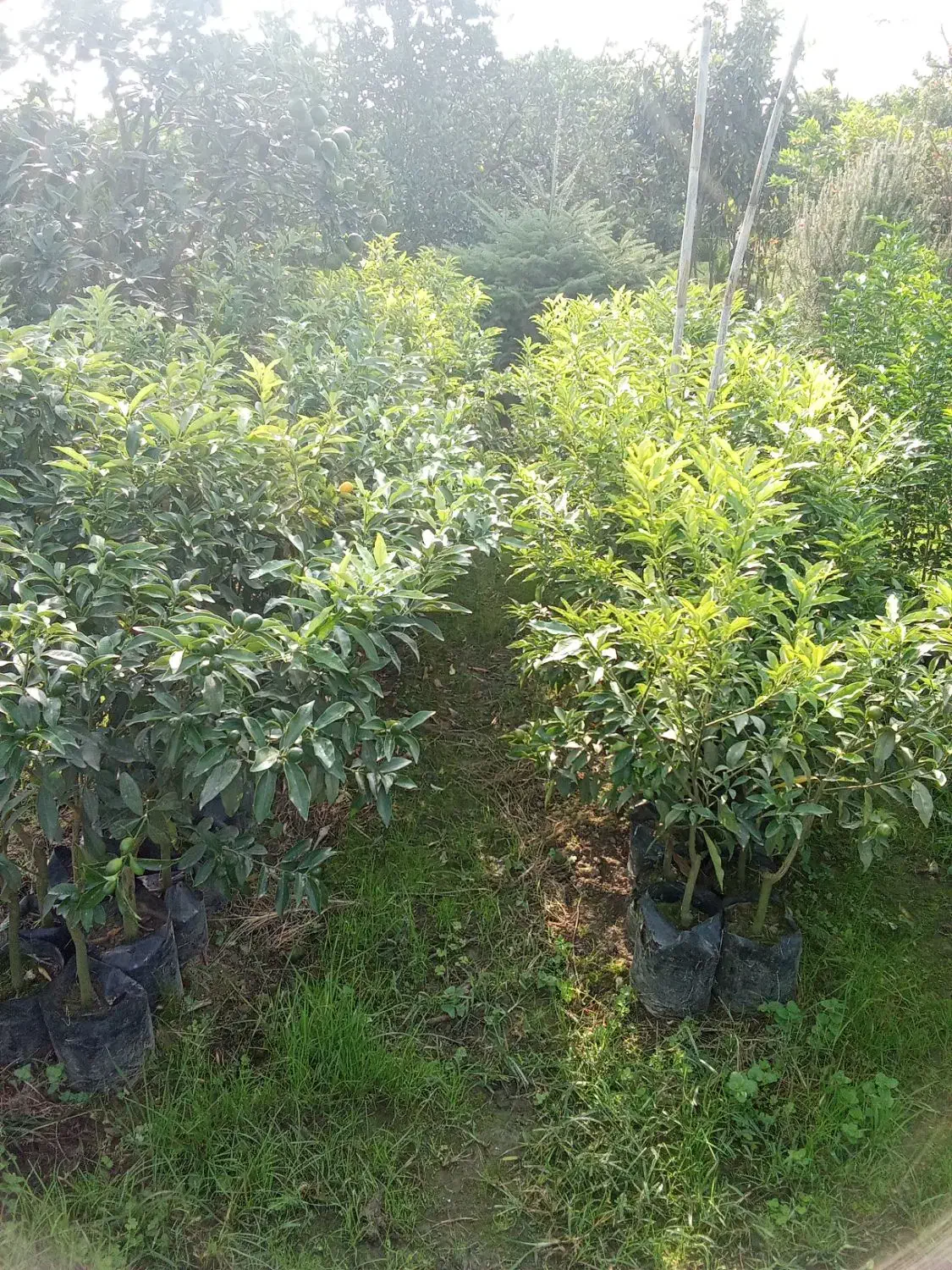 آواکادو و کامکوات|خدمات باغبانی و درختکاری|تنکابن, |دیوار