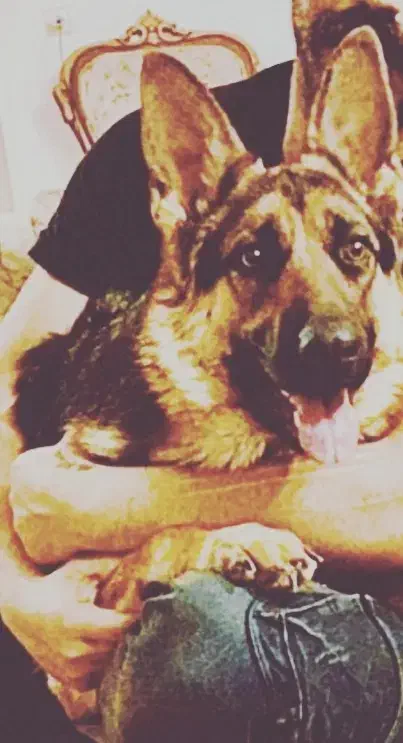 گمشده|حیوانات|فسا, |دیوار