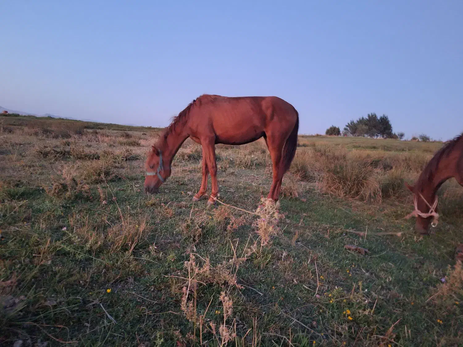 اسب مادیان|اسب و تجهیزات اسبسواری|اهر, |دیوار