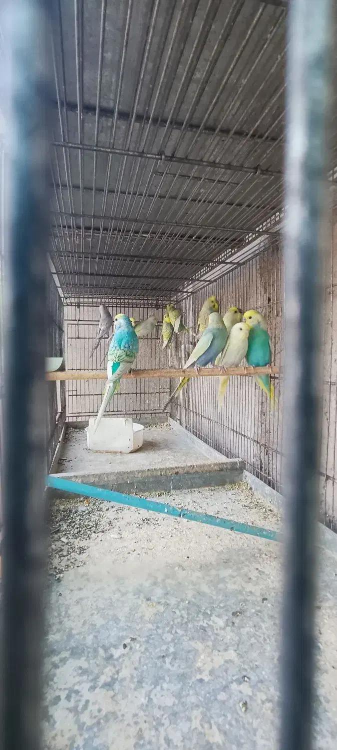 تعدادی مرغ عشق اسپانگل نر|پرنده|چابهار, |دیوار