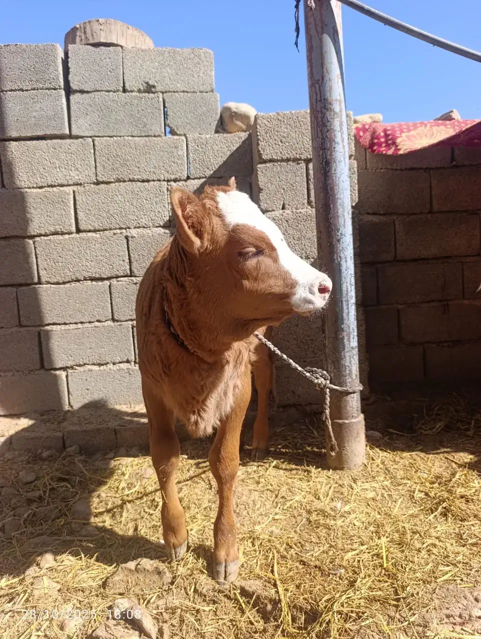 گاو گوساله میش گوسفند قوچ|حیوانات مزرعه|کارزان, |دیوار
