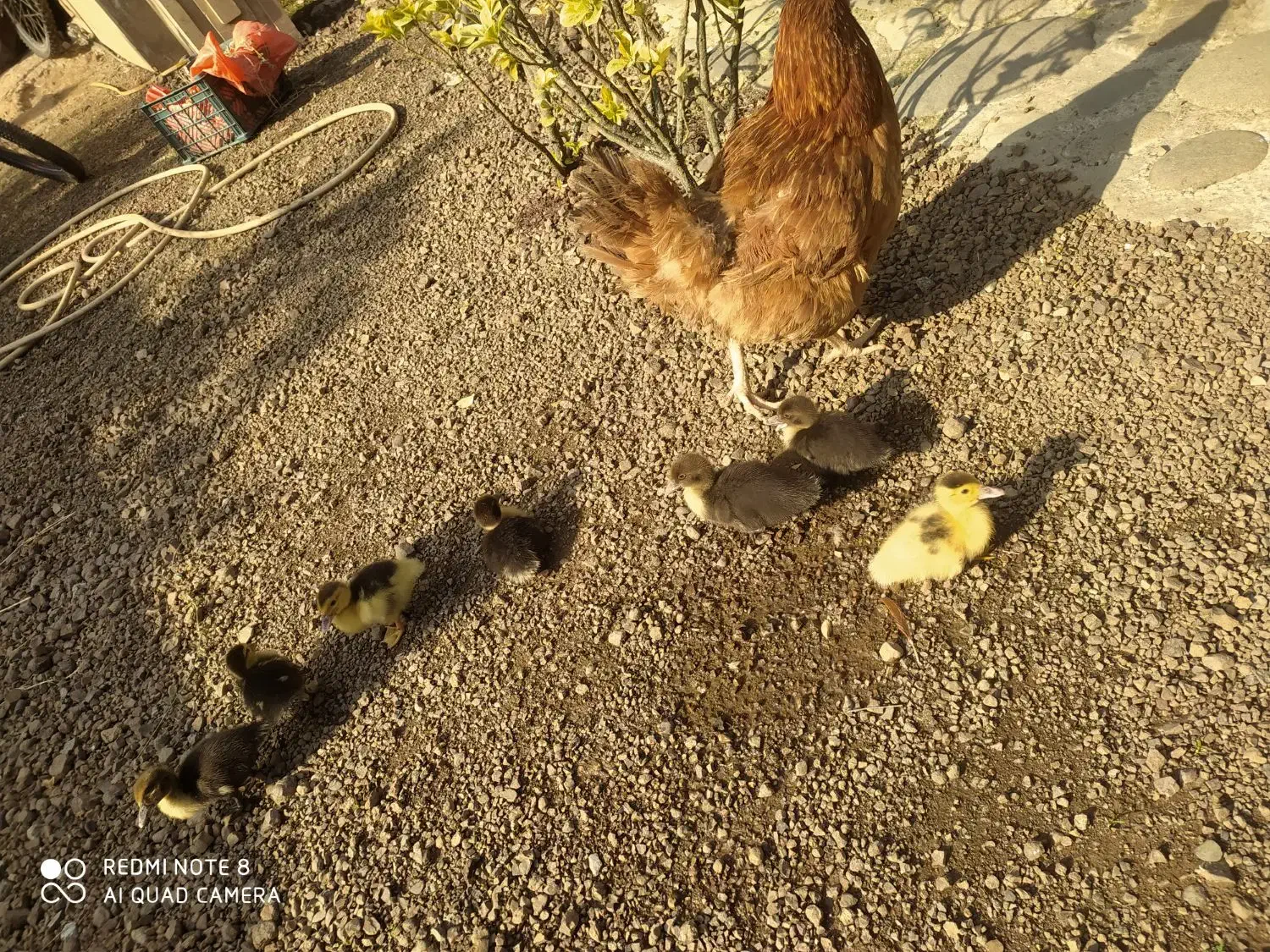 جوجه اردک اصلاحی ،اسراییلی ،روسی یاموسکویی|حیوانات مزرعه|رشت, جماران|دیوار