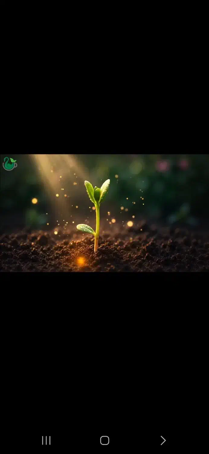 تخم گیاهان دارویئ|خوردنی و آشامیدنی|ارومیه, |دیوار