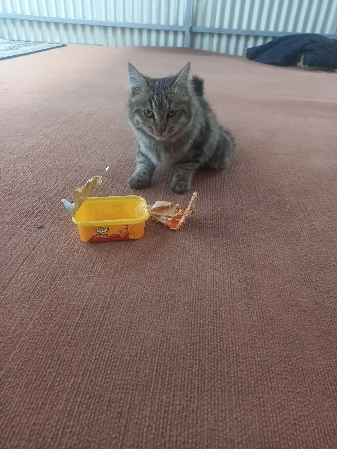 گمشده|گربه|کرمان, |دیوار