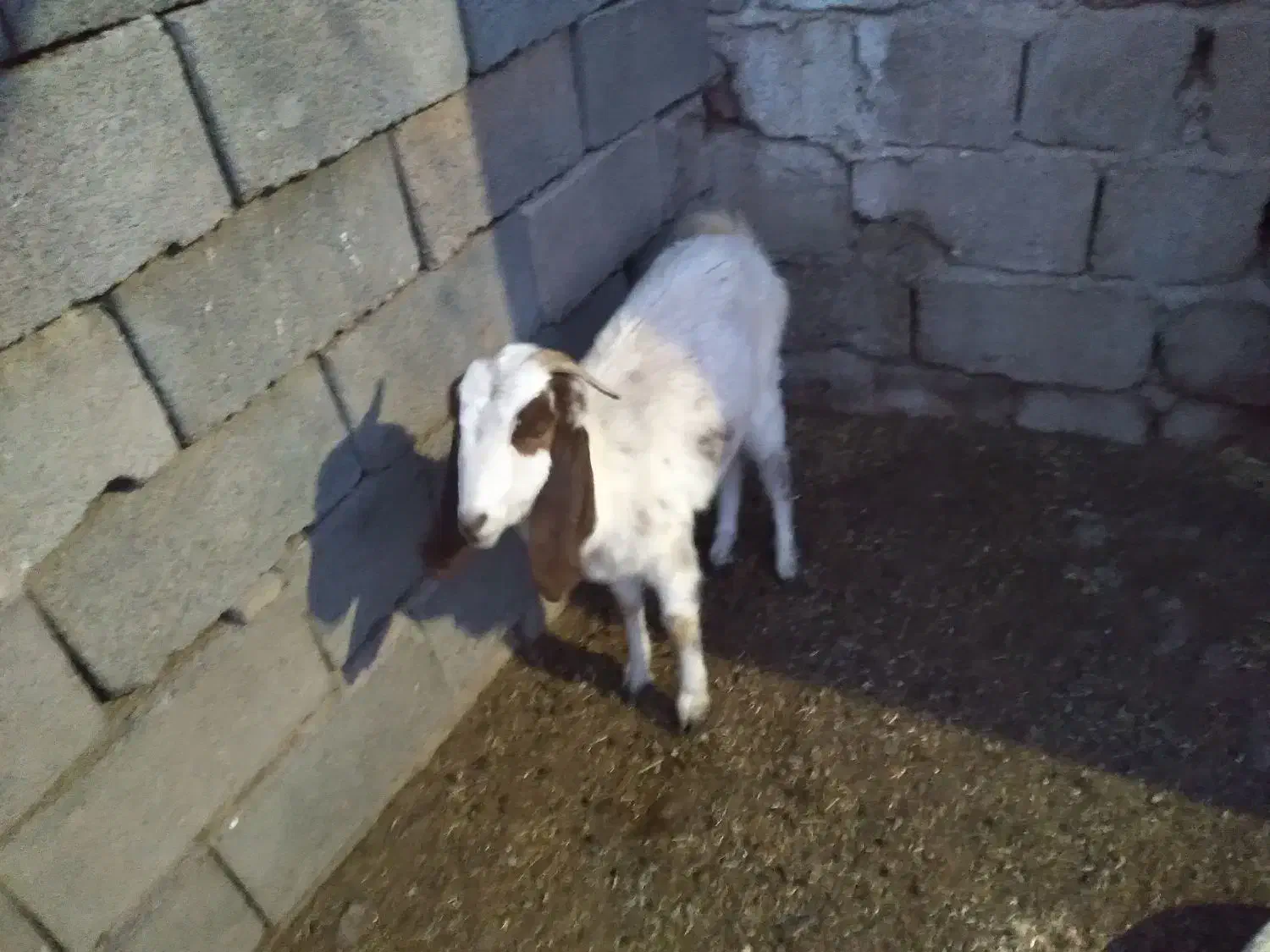 بز پاکستانی|حیوانات مزرعه|چترود, |دیوار