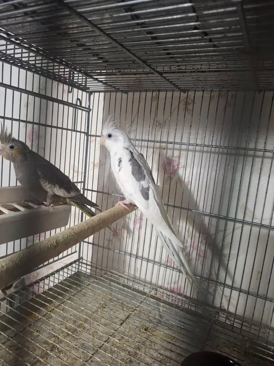 عروس هلندی|پرنده|پاکدشت, پاکدشت (مامازند)|دیوار