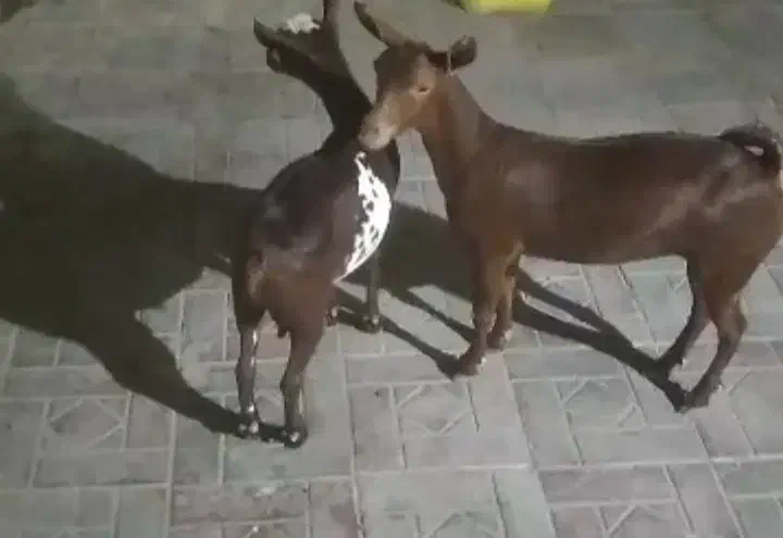 کهره تلاله|حیوانات مزرعه|بندرعباس, |دیوار