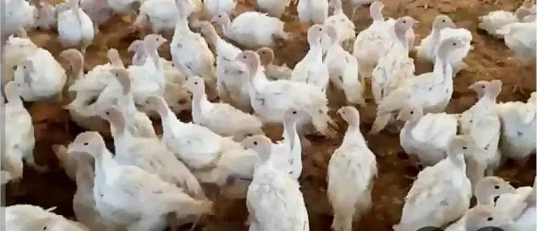 فروش جوجه بیوتی زرین بوقلمون 30روزه|حیوانات مزرعه|سبزوار, قلعه‌نو دهزار|دیوار