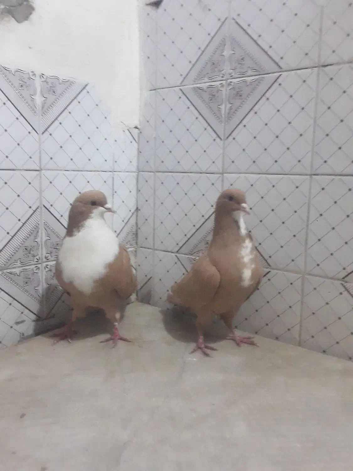 نر ماده زرد رسمی|پرنده|کرمان, |دیوار