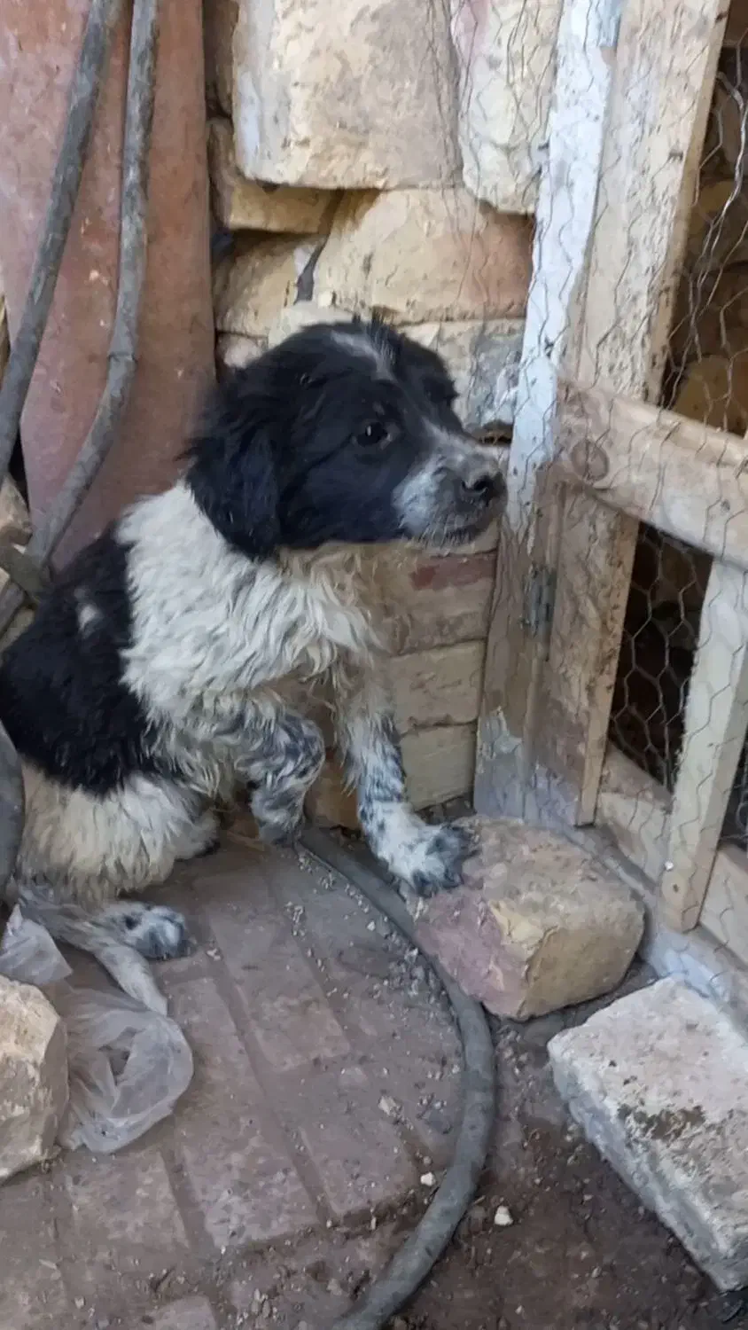 واگذاری توله قدرجونی دوماه بشرت|سگ|اصفهان, طاحونه|دیوار