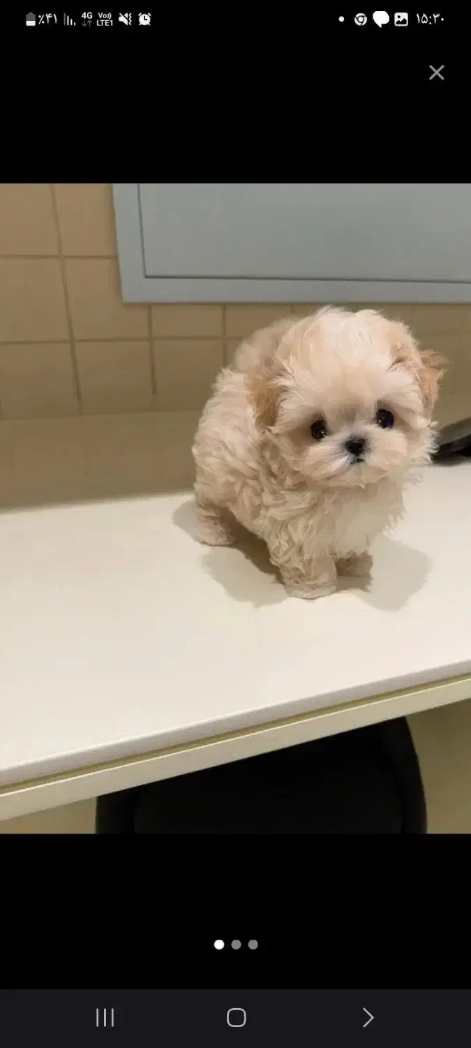 سگ پودل|سگ|چالوس, |دیوار