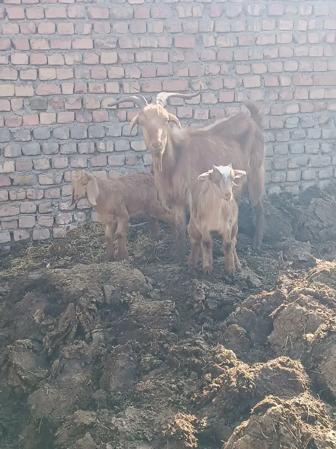 بز بزغاله|حیوانات مزرعه|رامند, |دیوار