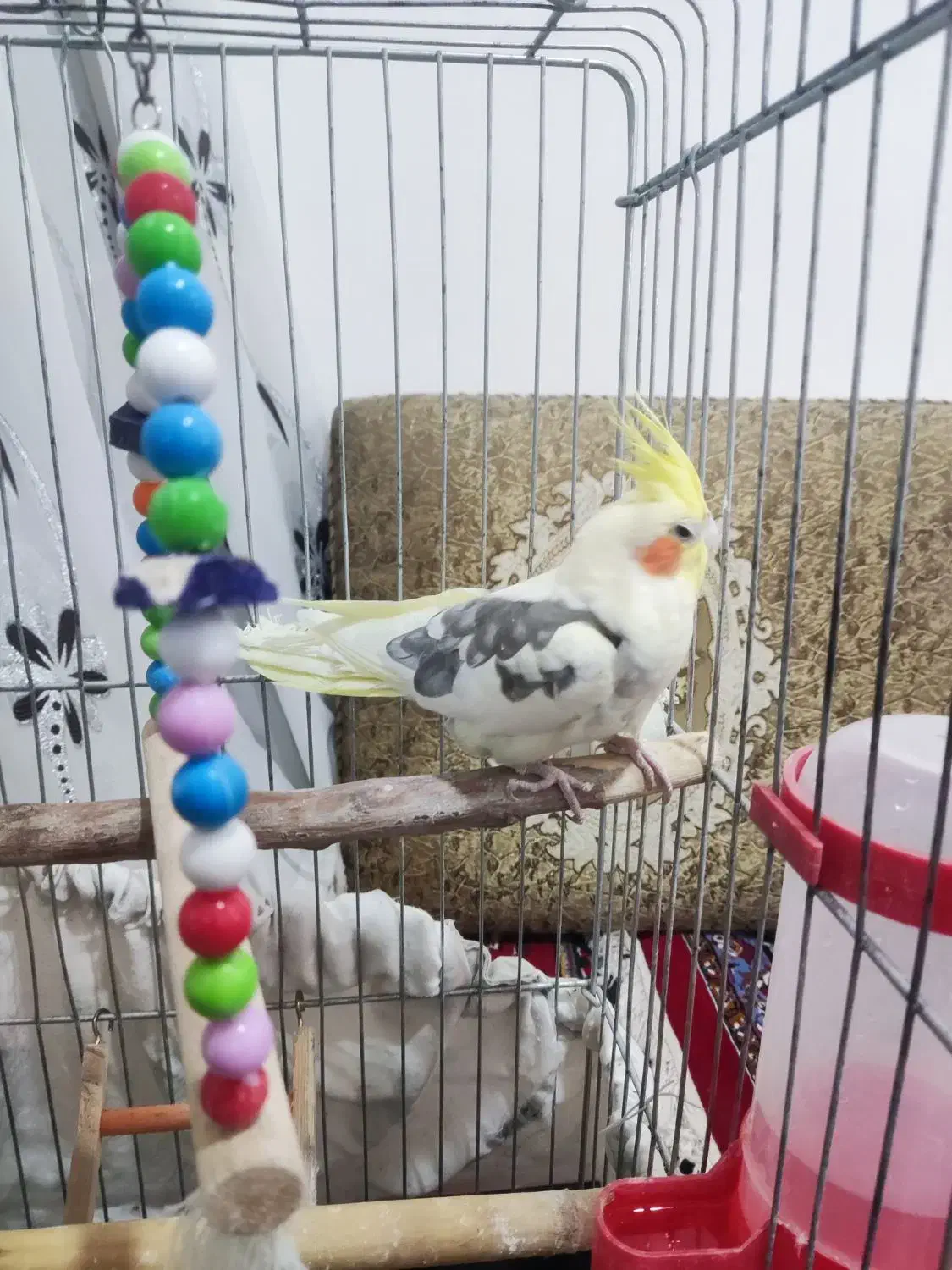 عروس هلندی دوکت با قفس|پرنده|دهلران, |دیوار