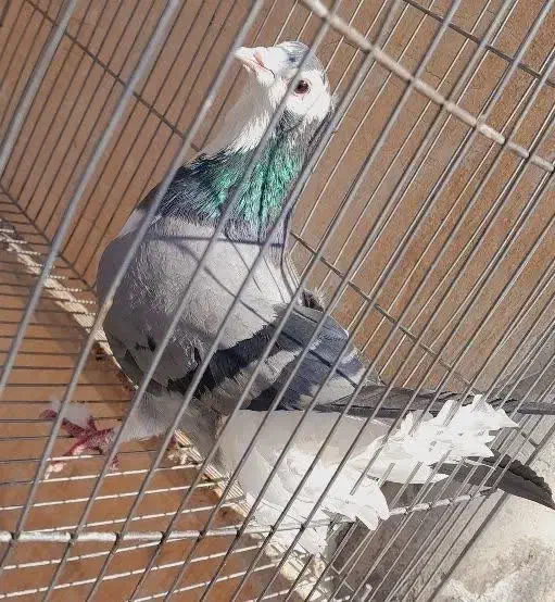 کفتر دمگیر ماده کاکلی|پرنده|اصفهان, شهرک کاوه|دیوار