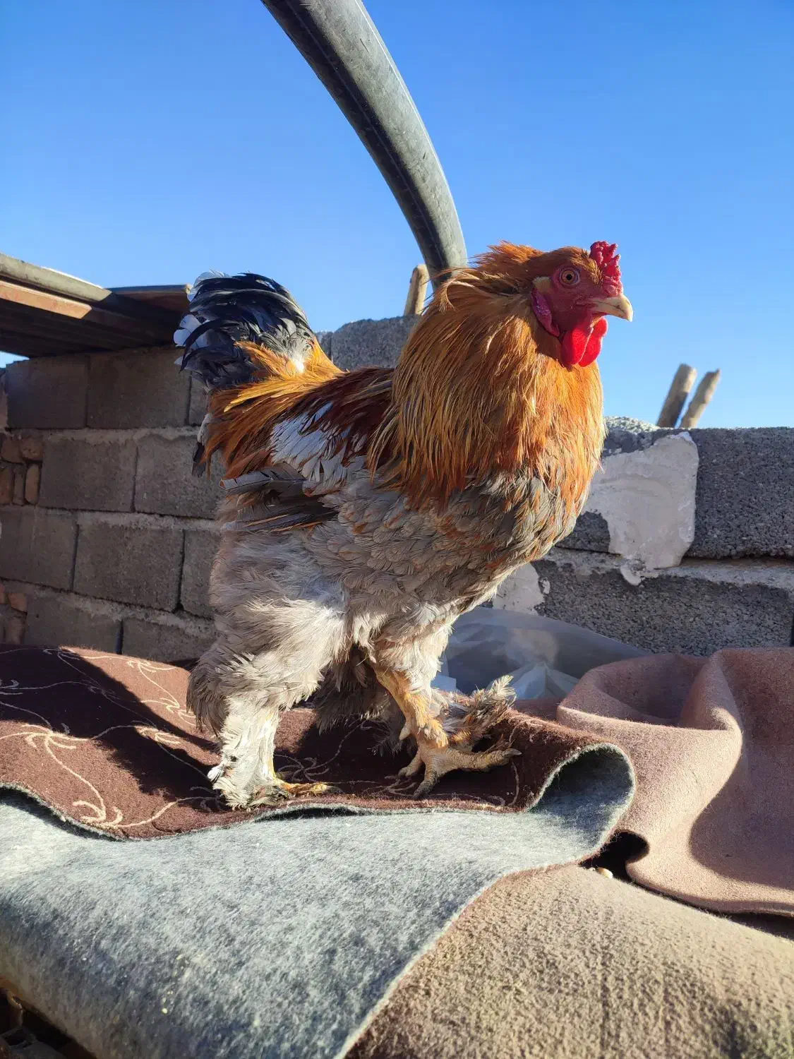 مرغ و خروس برهما|حیوانات مزرعه|رباط‌کریم, رباط‌کریم|دیوار