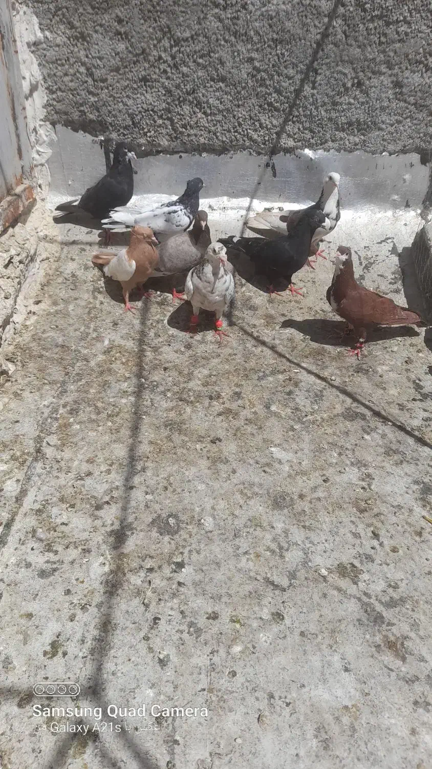 کبوتر ۸عدد کفتر خوب دونه ۲۵۰ همش رنگی شهری|پرنده|شیراز, ماه فیروزان|دیوار